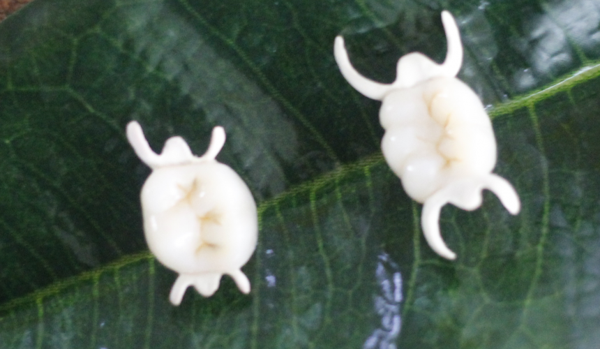 微創(chuàng)粘接橋